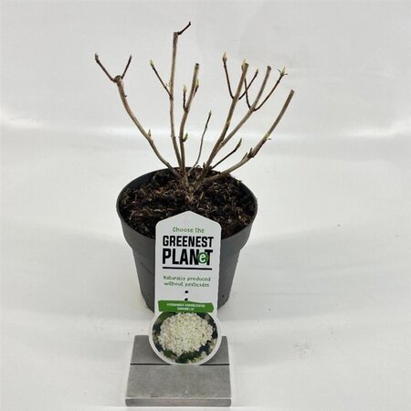 Hydrangea a. 'Annabelle' 20-25 cm cont. 2,0L - afbeelding 7