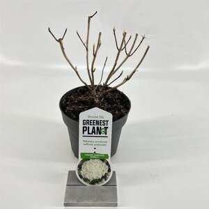 Hydrangea a. 'Annabelle' 20-25 cm cont. 2,0L - afbeelding 7