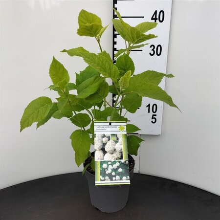 Hydrangea a. 'Annabelle' 30-40 cm cont. 2,0L - afbeelding 2