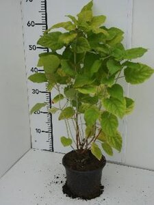 Hydrangea a. 'Annabelle' 30-40 cm cont. 2,0L