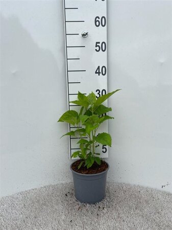 Hydrangea a. 'Annabelle' 30-40 cm cont. 2,0L - afbeelding 3