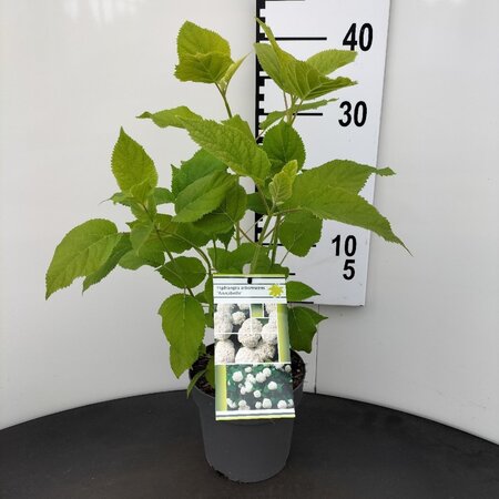 Hydrangea a. 'Annabelle' 30-40 cm cont. 2,0L - afbeelding 2