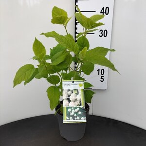 Hydrangea a. 'Annabelle' 30-40 cm cont. 2,0L - afbeelding 2