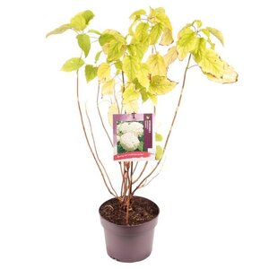 Hydrangea a. 'Annabelle' 30-40 cm cont. 3,0L - afbeelding 12