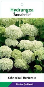 Hydrangea a. 'Annabelle' 30-40 cm cont. 3,0L - afbeelding 10