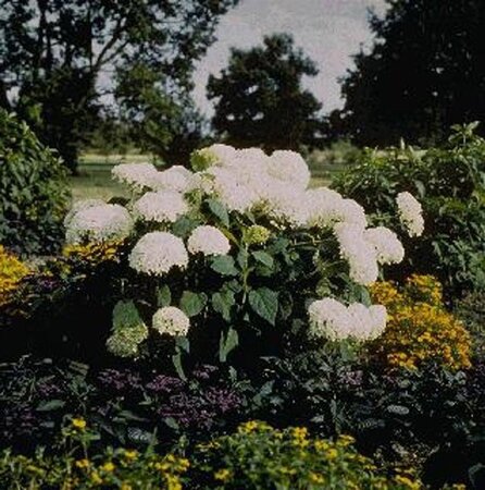 Hydrangea a. 'Annabelle' 30-40 cm cont. 3,0L - afbeelding 6