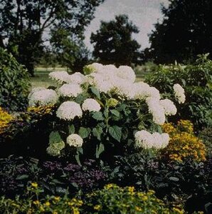 Hydrangea a. 'Annabelle' 30-40 cm cont. 3,0L - afbeelding 6