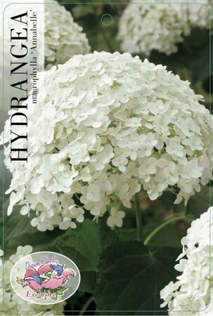 Hydrangea a. 'Annabelle' 30-40 cm cont. 3,0L - afbeelding 2