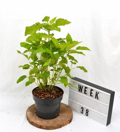 Hydrangea a. 'Annabelle' 30-40 cm cont. 3,0L - afbeelding 4