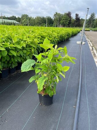 Hydrangea a. 'Annabelle' 30-40 cm cont. 3,0L - afbeelding 9