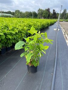 Hydrangea a. 'Annabelle' 30-40 cm cont. 3,0L - afbeelding 9