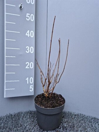 Hydrangea a. 'Annabelle' 30-40 cm cont. 3,0L - afbeelding 11