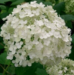 Hydrangea a. 'Annabelle' 30-40 cm cont. 3,0L - afbeelding 5