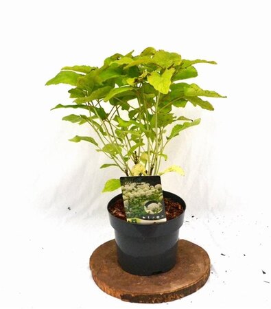 Hydrangea a. 'Annabelle' 30-40 cm cont. 3,0L - afbeelding 3