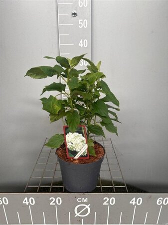 Hydrangea a. 'Annabelle' 30-40 cm cont. 3,0L - afbeelding 7