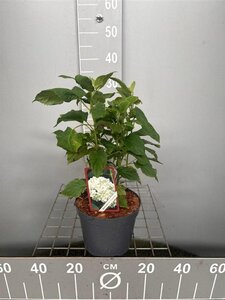 Hydrangea a. 'Annabelle' 30-40 cm cont. 3,0L - afbeelding 7