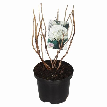 Hydrangea a. 'Annabelle' 30-40 cm cont. 3,0L - afbeelding 11