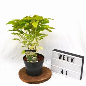 Hydrangea a. 'Annabelle' 30-40 cm cont. 3,0L - afbeelding 2