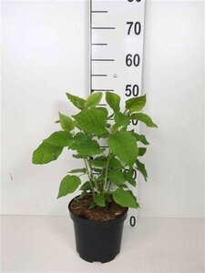 Hydrangea a. 'Annabelle' 30-40 cm cont. 3,0L - afbeelding 8