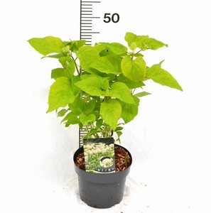 Hydrangea a. 'Annabelle' 30-40 cm cont. 3,0L - afbeelding 15