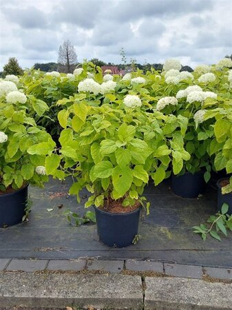 Hydrangea a. 'Annabelle' 60-80 cm cont. 15L - afbeelding 4