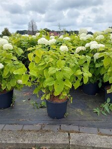 Hydrangea a. 'Annabelle' 60-80 cm cont. 15L - afbeelding 4