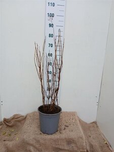 Hydrangea a. 'Annabelle' 60-80 cm cont. 7,5L - afbeelding 3