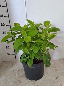 Hydrangea a. 'Annabelle' 60-80 cm cont. 7,5L