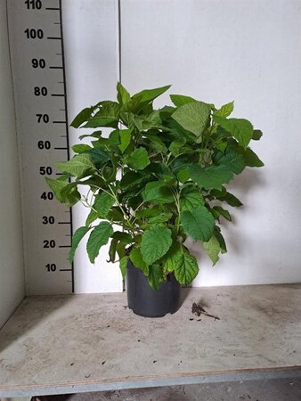 Hydrangea a. 'Annabelle' 60-80 cm cont. 7,5L - afbeelding 2