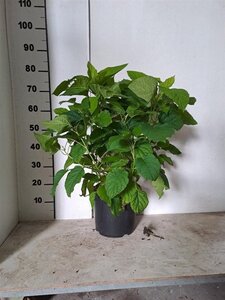 Hydrangea a. 'Annabelle' 60-80 cm cont. 7,5L - afbeelding 2