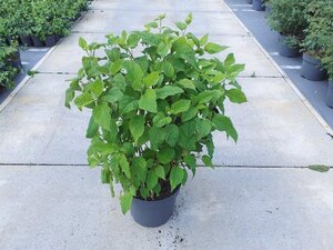 Hydrangea a. 'Annabelle' 80-100 cm cont. 10L - afbeelding 4