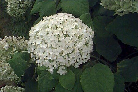 Hydrangea a. 'Annabelle' geen maat specificatie cont. 3,0L - afbeelding 1