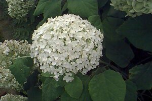 Hydrangea a. 'Annabelle' geen maat specificatie cont. 3,0L