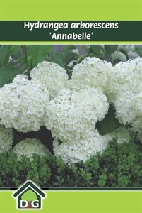 Hydrangea a. 'Annabelle' geen maat specificatie cont. 3,0L - afbeelding 4