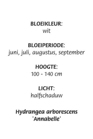 Hydrangea a. 'Annabelle' geen maat specificatie cont. 3,0L - afbeelding 5