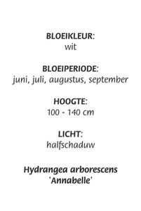 Hydrangea a. 'Annabelle' geen maat specificatie cont. 3,0L - afbeelding 5