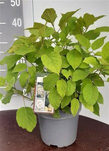 Hydrangea a. 'Annabelle' geen maat specificatie cont. 5,0L