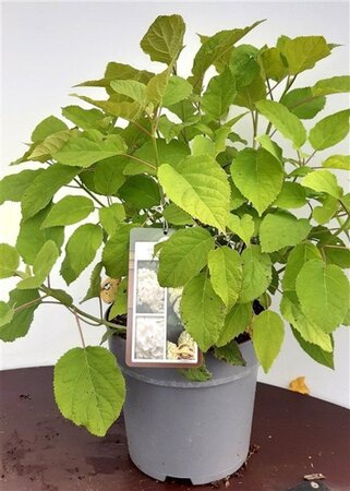 Hydrangea a. 'Annabelle' geen maat specificatie cont. 5,0L - afbeelding 2