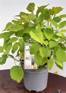 Hydrangea a. 'Annabelle' geen maat specificatie cont. 5,0L - afbeelding 2