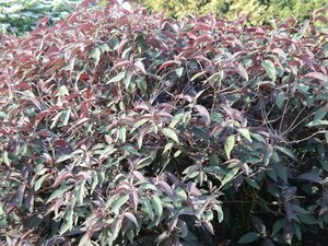 Hydrangea asp. Hot Chocolate 40-50 cm cont. 3,0L