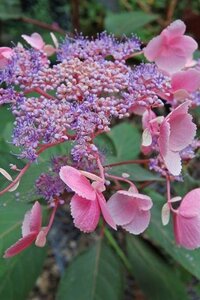 Hydrangea asp. Hot Chocolate 40-50 cm cont. 3,0L - afbeelding 3