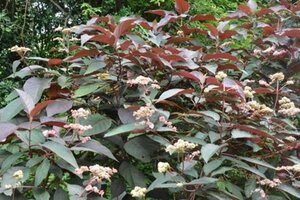 Hydrangea asp. Hot Chocolate 60-80 cm cont. 10L - afbeelding 2