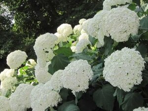 Hydrangea a. 'Hills of Snow' 60-80 cm cont. 15L