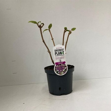 Hydrangea asp. 'Macrophylla' 30-40 cm cont. 3,0L - afbeelding 7