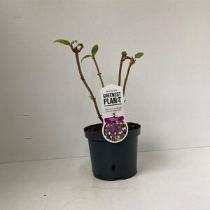 Hydrangea asp. 'Macrophylla' 30-40 cm cont. 3,0L - afbeelding 7