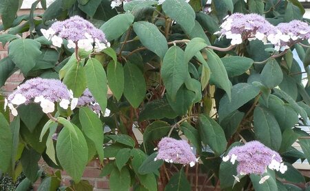 Hydrangea asp. 'Macrophylla' 30-40 cm cont. 3,0L - afbeelding 3