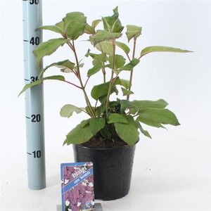 Hydrangea asp. 'Macrophylla' 30-40 cm cont. 3,0L - afbeelding 8