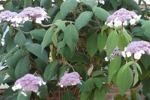 Hydrangea asp. 'Macrophylla' 40-60 cm cont. 3,0L - afbeelding 2