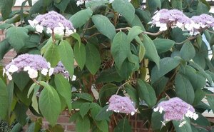 Hydrangea asp. 'Macrophylla' 40-60 cm cont. 3,0L - afbeelding 3