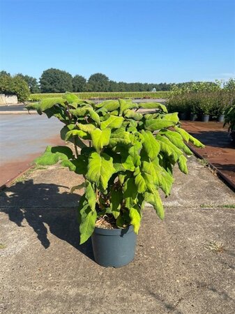 Hydrangea asp. 'Macrophylla' 50-60 cm cont. 10L - afbeelding 7